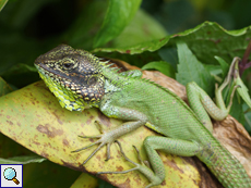 Calotes nigrilabris (Black-lipped Lizard), Männchen, endemische Art