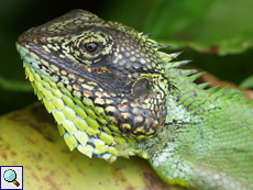 Calotes nigrilabris (Black-lipped Lizard), Männchen, endemische Art