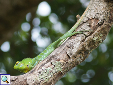 Männliche Sägerückenagame (Green Forest Lizard, Calotes calotes)