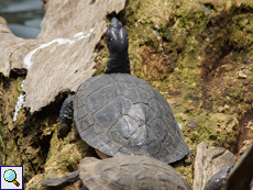 Schwarzbauch-Erdschildkröte (Indian Black Turtle, Melanochelys trijuga thermalis)
