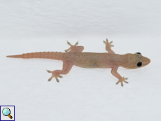 Afrikanischer Hausgecko (Brook's House Gecko, Hemidactylus brookii)