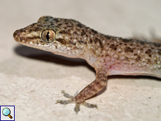 Hemidactylus parvimaculatus (Spotted House Gecko)