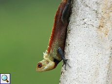 Erwachsene männliche Blutsaugeragame (Bloodsucker Lizard, Calotes versicolor)