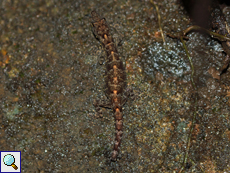 Ceylon-Dünnfingergecko (Kandyan Day Gecko, Cnemaspis kandiana), endemische Art