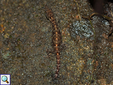 Ceylon-Dünnfingergecko (Kandyan Day Gecko, Cnemaspis kandiana), endemische Art Ceylon-Dünnfingergecko (Kandyan Day Gecko, Cnemaspis kandiana), endemische Art