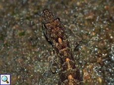 Ceylon-Dünnfingergecko (Kandyan Day Gecko, Cnemaspis kandiana), endemische Art Ceylon-Dünnfingergecko (Kandyan Day Gecko, Cnemaspis kandiana), endemische Art