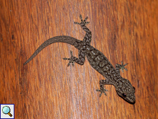 Hemidactylus parvimaculatus (Spotted House Gecko)