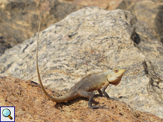 Erwachsene männliche Blutsaugeragame (Bloodsucker Lizard, Calotes versicolor) in Imponierstellung