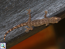 Asiatischer Hausgecko (House Gecko, Hemidactylus frenatus)
