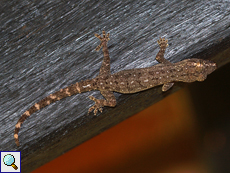 Asiatischer Hausgecko (House Gecko, Hemidactylus frenatus) Asiatischer Hausgecko (House Gecko, Hemidactylus frenatus)