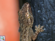 Asiatischer Hausgecko (House Gecko, Hemidactylus frenatus) Asiatischer Hausgecko (House Gecko, Hemidactylus frenatus)