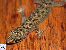 Hemidactylus parvimaculatus (Spotted House Gecko) Hemidactylus parvimaculatus (Spotted House Gecko)