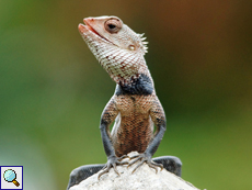 Erwachsene männliche Blutsaugeragame (Bloodsucker Lizard, Calotes versicolor)