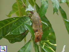 Junge Blutsaugeragame (Bloodsucker Lizard, Calotes versicolor)