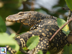 Bindenwaran (Water Monitor, Varanus salvator salvator)