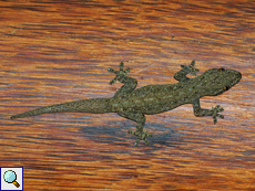 Asiatischer Hausgecko (House Gecko, Hemidactylus frenatus)