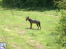Goldschakal (Ceylon Jackal, Canis aureus lanka)