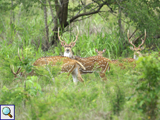 Axishirsch (Chital, Axis axis)