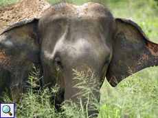 Asiatischer Elefant (Asian Elephant, Elephas maximus)