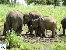 Asiatischer Elefant (Asian Elephant, Elephas maximus)