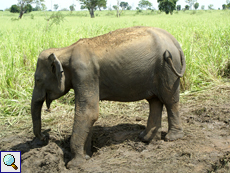 Asiatischer Elefant (Asian Elephant, Elephas maximus)