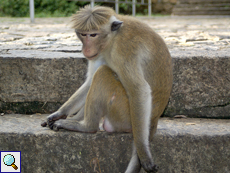 Männlicher Ceylon-Hutaffe (Toque Macaque, Macaca sinica), endemische Art