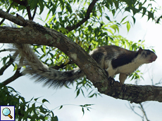 Sri-Lanka-Riesenhörnchen (Grizzled Giant Squirrel, Ratufa macroura)