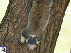 Sri-Lanka-Riesenhörnchen (Grizzled Giant Squirrel, Ratufa macroura)