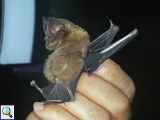 Hipposideros speoris (Schneider's Leaf-nosed Bat)