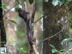 Layard-Palmenhörnchen (Layard's Palm Squirrel, Funambulus layardi), endemische Art