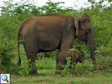 Asiatischer Elefant (Asian Elephant, Elephas maximus), Kuh mit ihrem Kalb