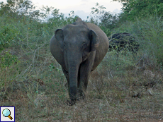Asiatischer Elefant (Asian Elephant, Elephas maximus), trächtige Kuh