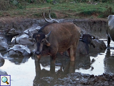 Wasserbüffel (Water Buffalo, Bubalus bubalis)