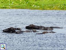 Wasserbüffel (Water Buffalo, Bubalus bubalis)