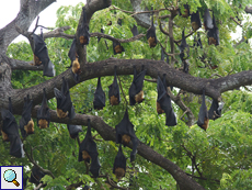 Indischer Riesenflughund (Indian Flying Fox, Pteropus giganteus giganteus)