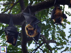 Indischer Riesenflughund (Indian Flying Fox, Pteropus giganteus giganteus)