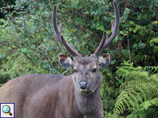 Sambar (Sambar, Cervus unicolor), Hirsch