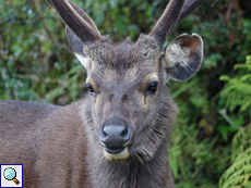 Sambar (Sambar, Cervus unicolor), Hirsch