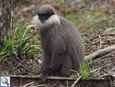 Weißbartlangur (Purple-faced Langur, Trachypithecus vetulus), endemische Art