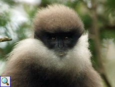 Weißbartlangur (Purple-faced Langur, Trachypithecus vetulus), endemische Art