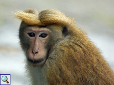 Männlicher Ceylon-Hutaffe (Toque Macaque, Macaca sinica), endemische Art