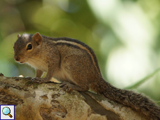 Indisches Palmenhörnchen (Indian Palm Squirrel, Funambulus palmarum)