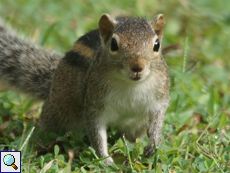 Indisches Palmenhörnchen (Indian Palm Squirrel, Funambulus palmarum)