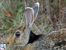 Schwarznackenhase (Indian Hare, Lepus nigricollis nigricollis)