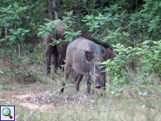 Wildschwein (Wild Boar, Sus scrofa cristatus)