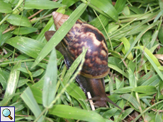 Große Achatschnecke (Giant African Land Snail, Achatina fulica), eingeführte Art