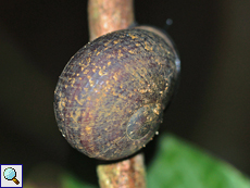 Oligospira poleii