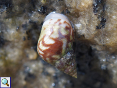 Littoraria undulata (Robust Shell)