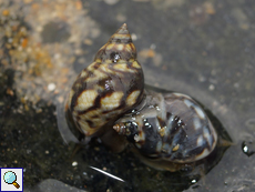 Littoraria undulata (Robust Shell)