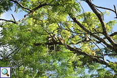 Ceylon-Hutaffen (Macaca sinica) in Sigiriya